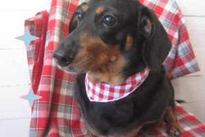 仕上がりダックス