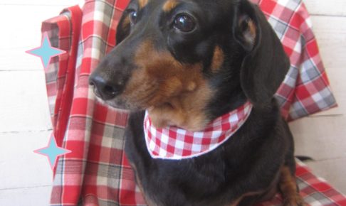 仕上がりダックス