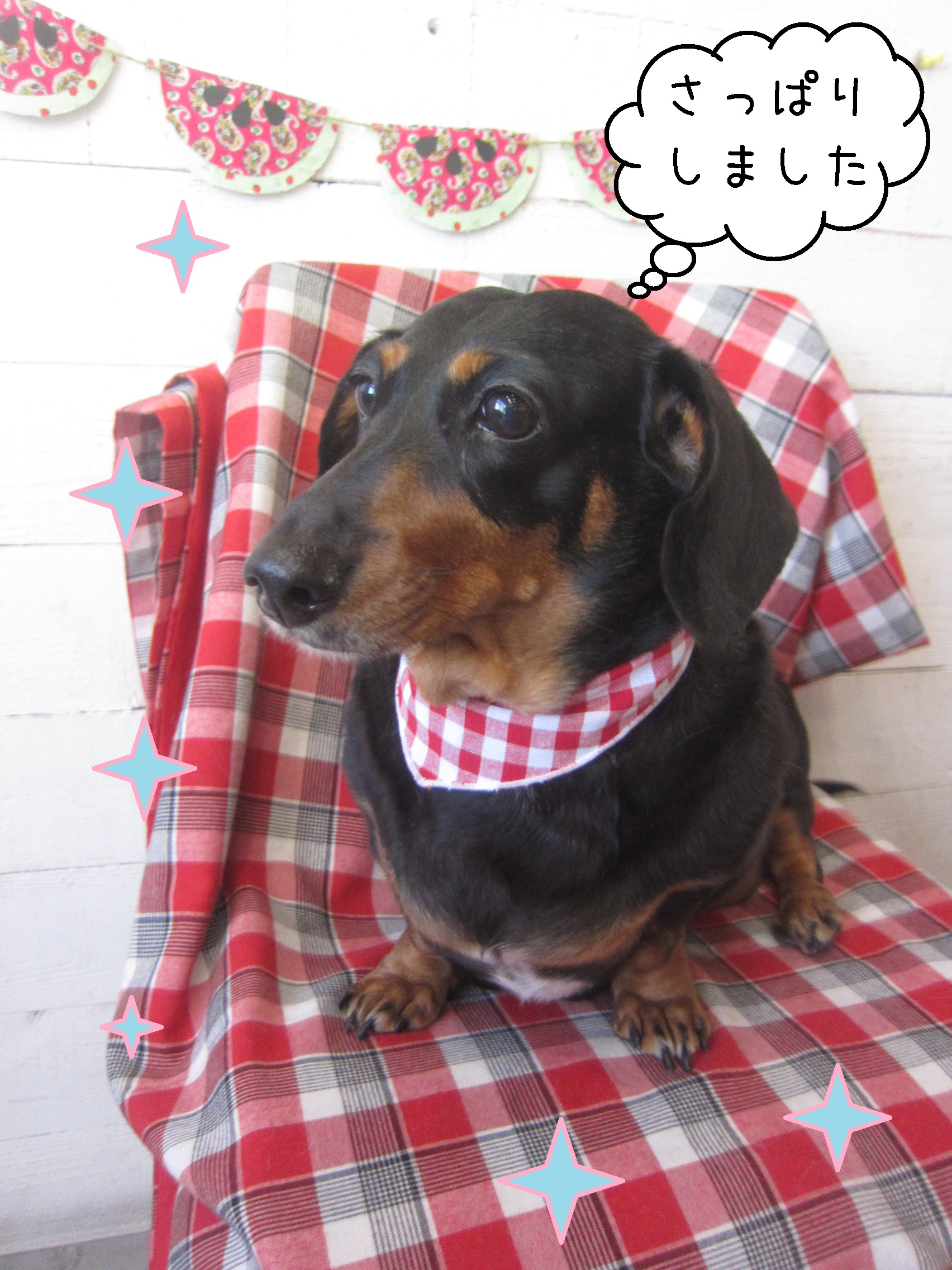 仕上がりダックス