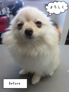 よろしくポメ