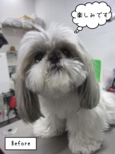 よろしくシーズー