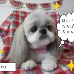 仕上がりシーズー