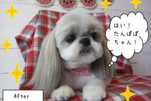 仕上がりシーズー