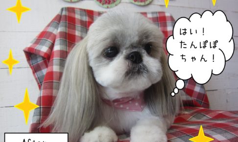 仕上がりシーズー