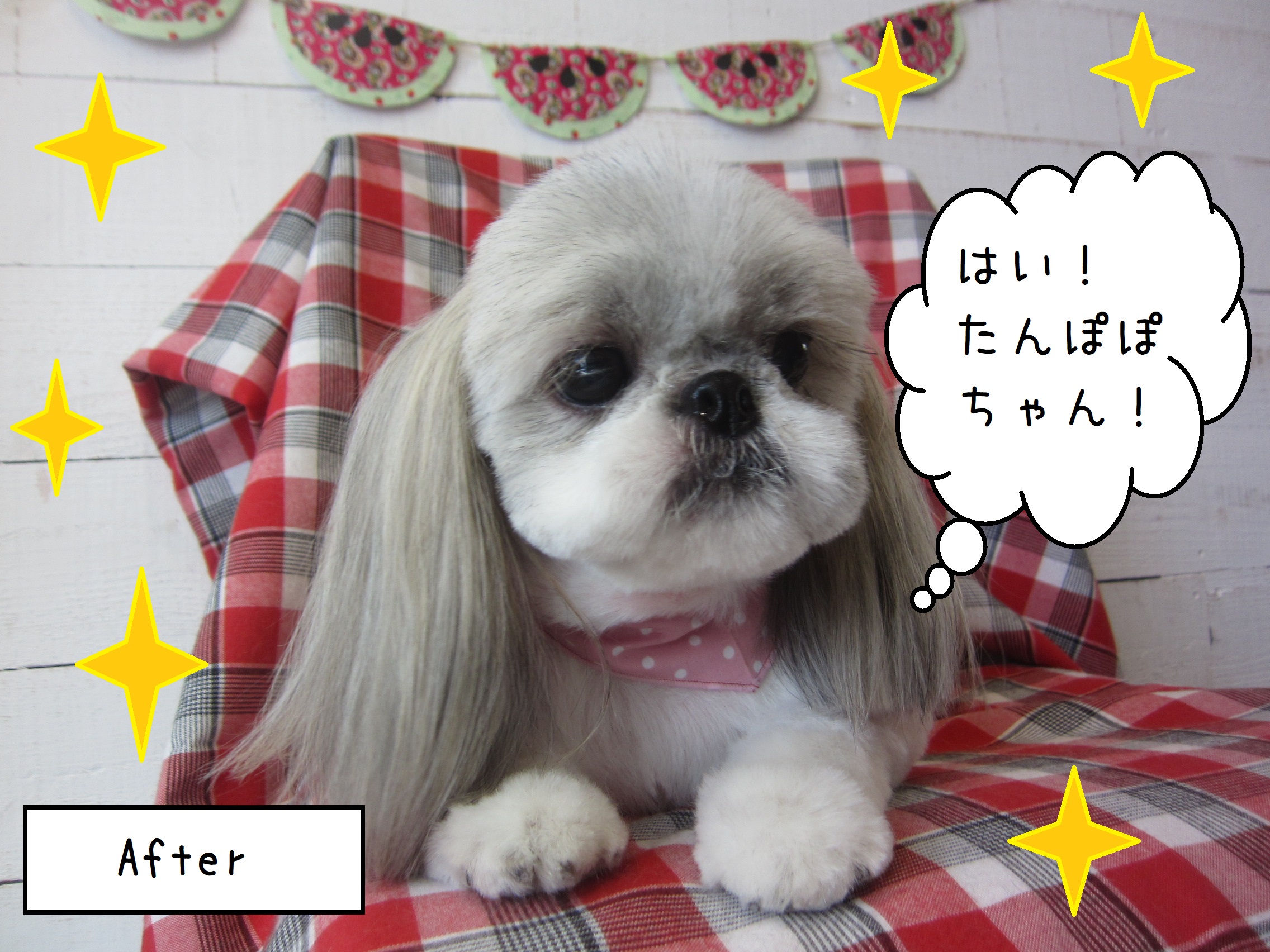 仕上がりシーズー