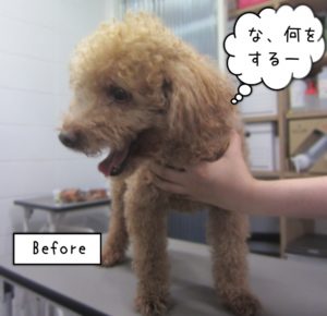 よろしくトイプー