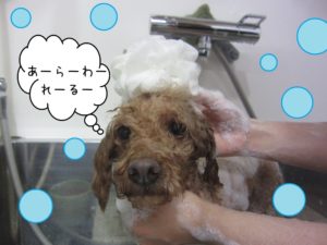 シャンプートイプー