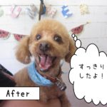 仕上がりトイプー