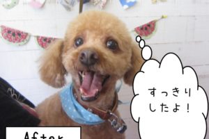 仕上がりトイプー