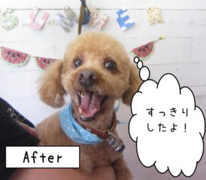 仕上がりトイプー