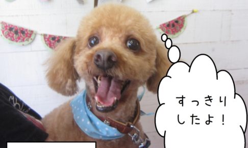 仕上がりトイプー