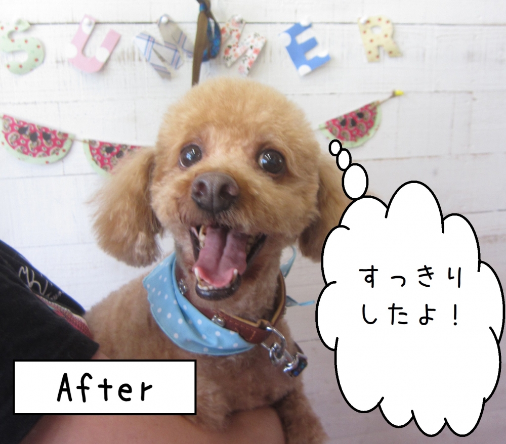 仕上がりトイプー