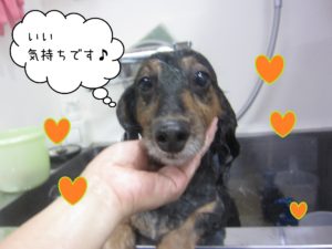 お風呂トイプー