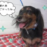 仕上がりトイプー