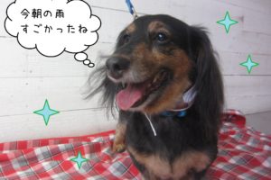 仕上がりトイプー