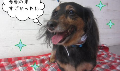 仕上がりトイプー