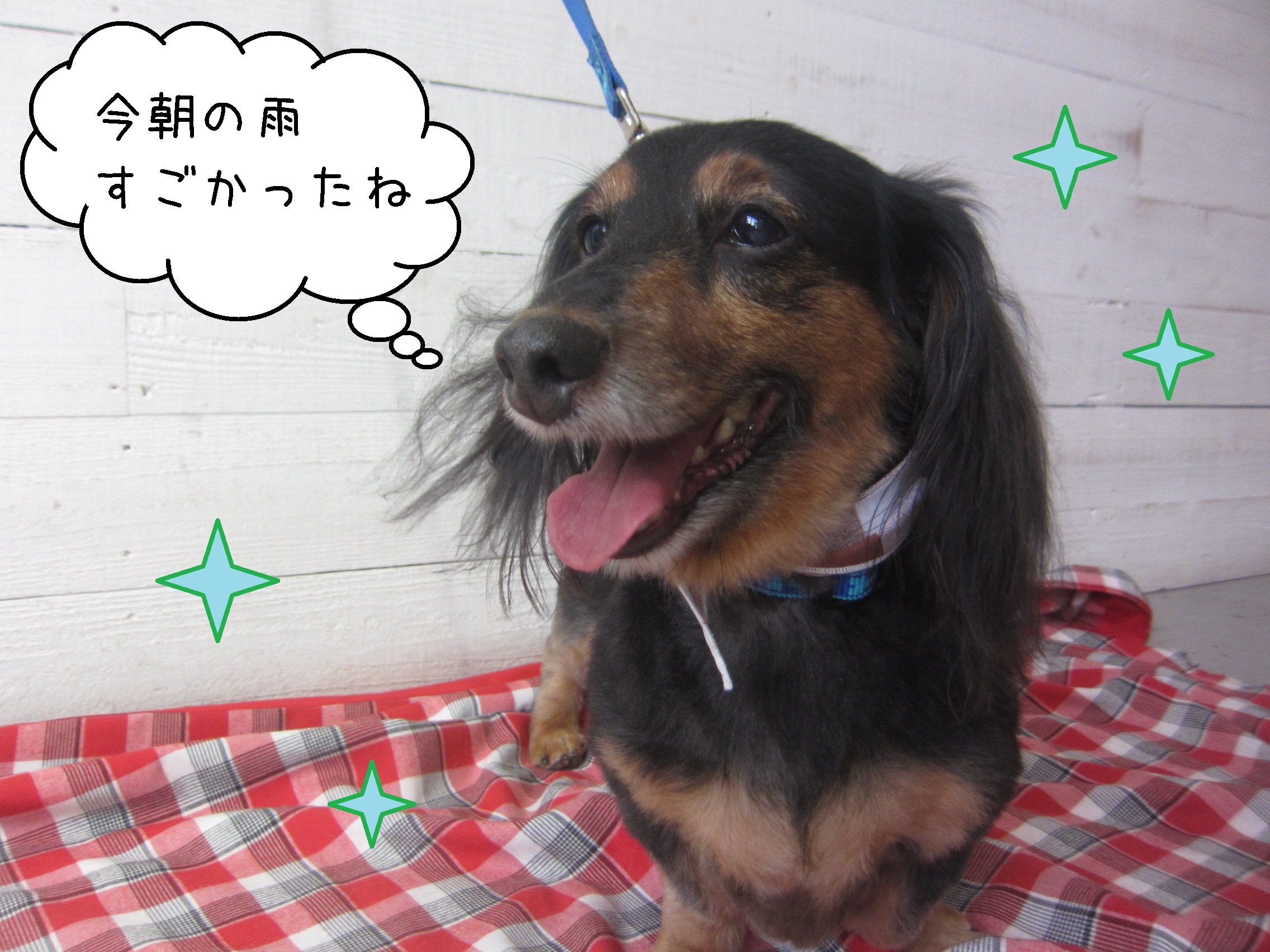 仕上がりトイプー