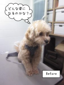 よろしくミックス