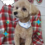 仕上がりミックス