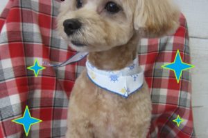 仕上がりミックス