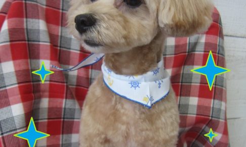 仕上がりミックス