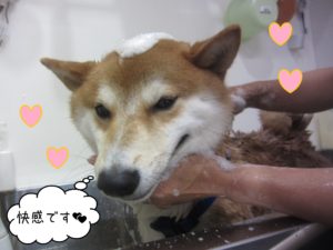 シャンプーしば