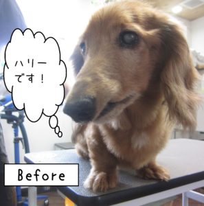 よろしくダックス