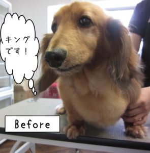 よろしくダックス