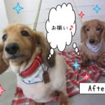 仕上がりダックス