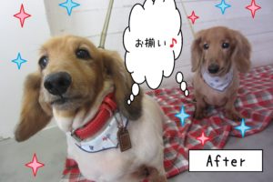 仕上がりダックス