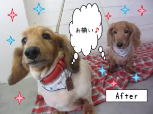 仕上がりダックス