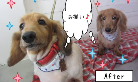 仕上がりダックス