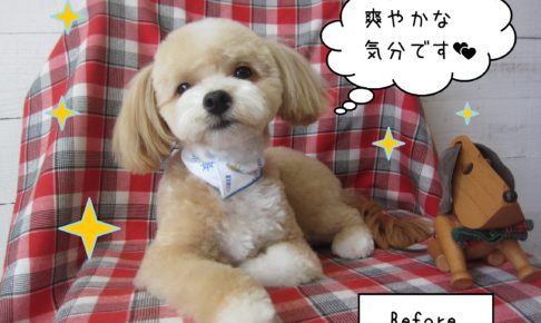 仕上がりミックス