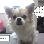 よろしくチワワ