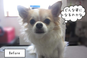 よろしくチワワ