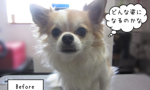 よろしくチワワ