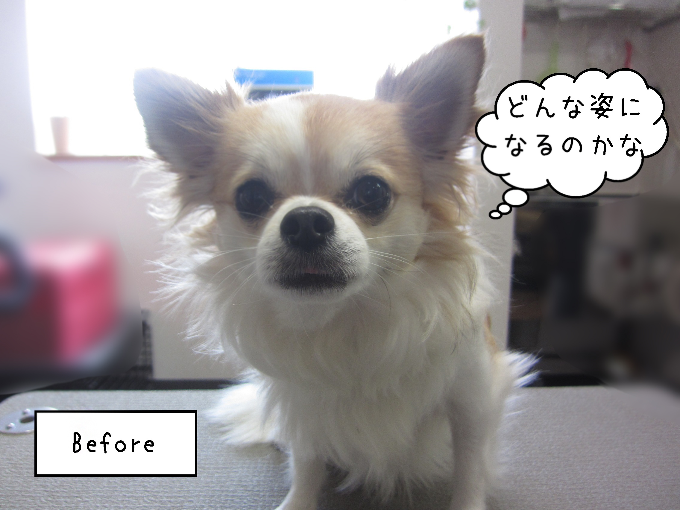 よろしくチワワ