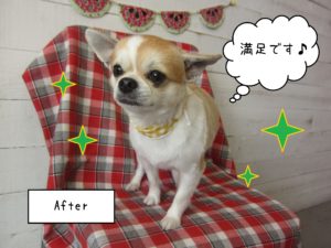 仕上がりチワワ