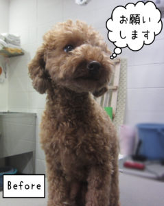 よろしくトイプー