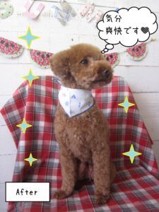 仕上がりトイプー