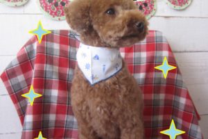 仕上がりトイプー