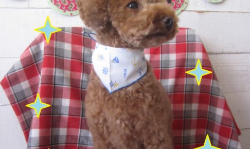 仕上がりトイプー