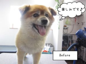 よろしくミックス