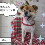 仕上がりミックス