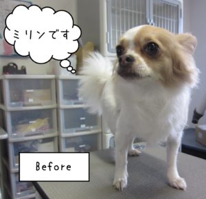 よろしくチワワ