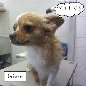 よろしくチワワ