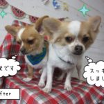 仕上がりチワワ