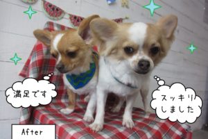 仕上がりチワワ