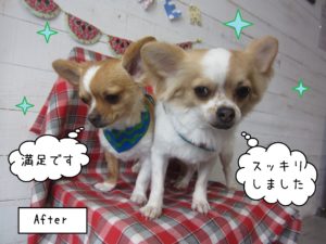 仕上がりチワワ