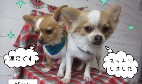 仕上がりチワワ